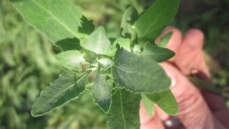 Lambsquarters: all about the princess of wild greens, and recipes! - vomitingchicken.com