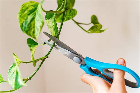 Moltiplicazione invernale del Pothos scopri il metodo più semplice ed