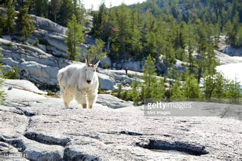 66 Mountain Goat Hooves Stock Photos High Res Pictures And Images