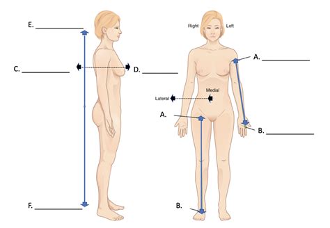 A P I Lab Exercise 1 Anatomical Position Directional Terms Body