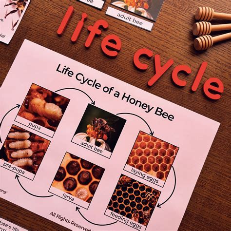 Honey Bee Life Cycle Bee Life Cycle Poster Life Cycle Of The Honey Bee