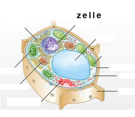 Zelle Diagram | Quizlet