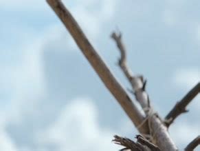 Mirtel Pohla Nude Aznude