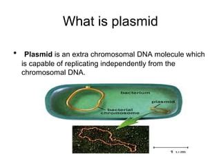 Plasmid | PPT