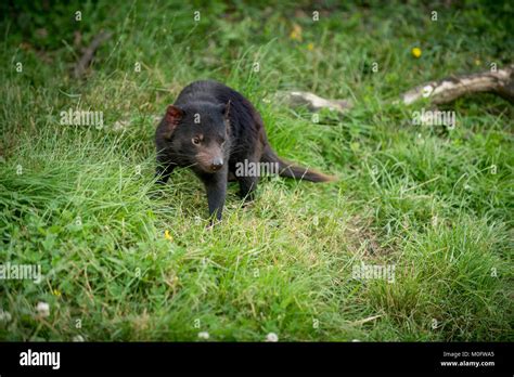 Tasmanian devil cartoon hi-res stock photography and images - Alamy