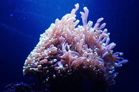 Seeanemone In Einem Dunkelblauen Wasser Des Aquariums Tropischer