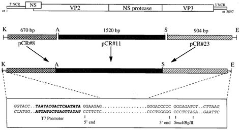 Construction Of The Full Length CDNA Clone Of IPNV Segment A For The