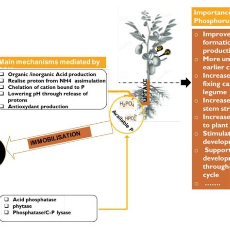 Pdf From Isolation Of Phosphate Solubilizing Microbes To Their