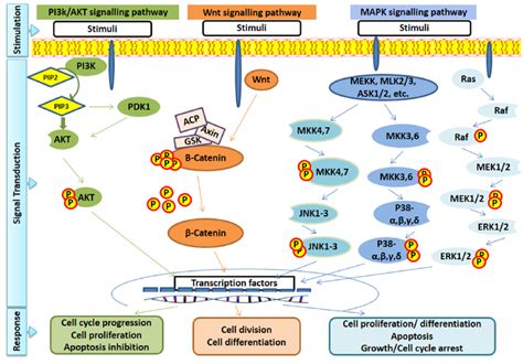 Proliferation Signaling Pathway