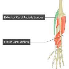 Flexor Carpi Radialis Origin Insertion And Action 60 OFF