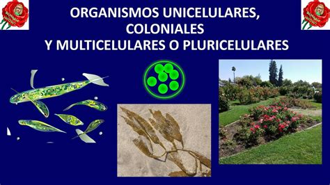 Organismos Unicelulares Coloniales Y Multicelulares O Pluricelulares