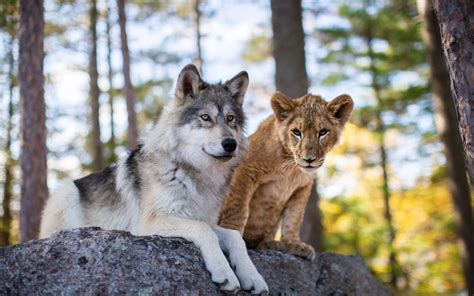 The wolf and the lion: trailer, plot, cast and release date of the film - Italian Post