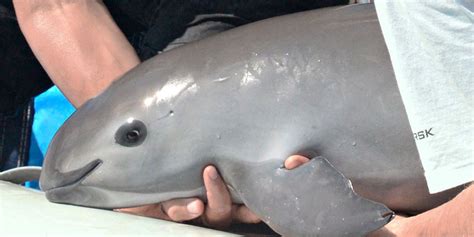 Vaquita