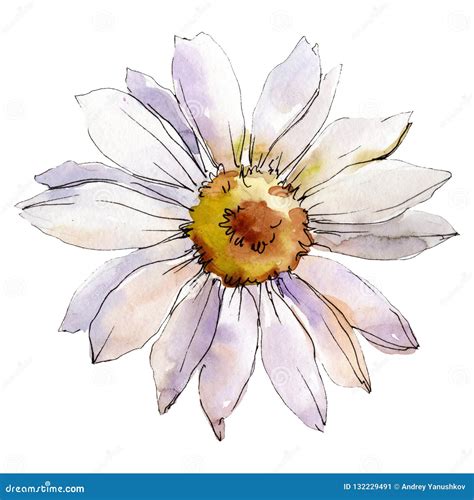 Daisy Flower Isolated Daisy Illustration Element Watercolor