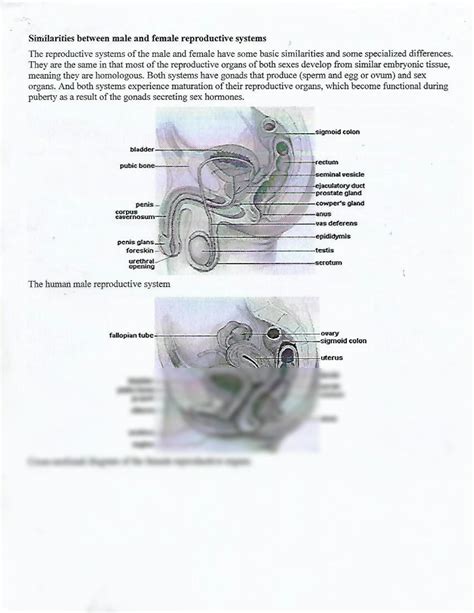 Solution Similarities Between Male And Female Reproductive Systems