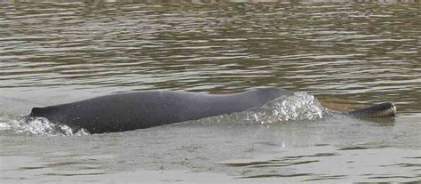 Ganges River Dolphin in dire straits | IUCN