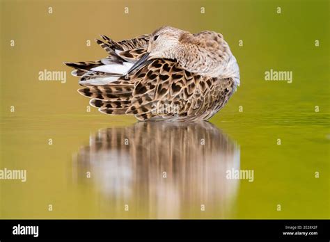 Ruff bird female hi-res stock photography and images - Alamy