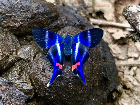 Ecuador Endangered - The Rainforest Information Centre