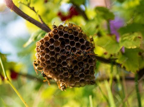 Premium Photo | Vespiary hornet's nest wasp nest with wasps sitting on ...