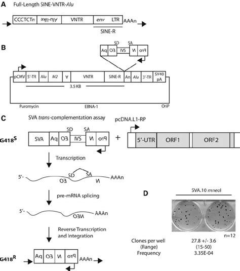 A Cell Culture SVA Retrotransposition Assay A A Full Length