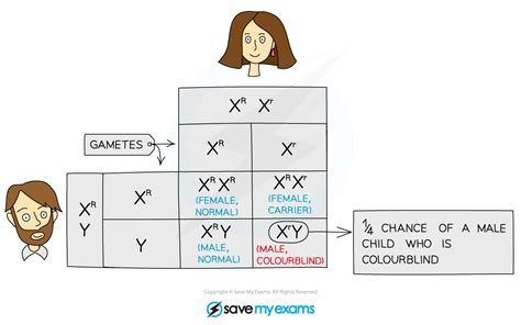 Cie Igcse Biology Codominance Sex Linked Characteristics