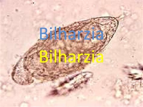 Bilharzia