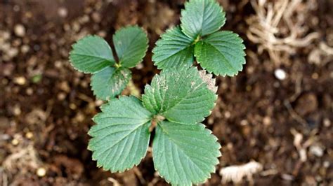 Tips for Propagating Plants by Division - Green in Real Life 