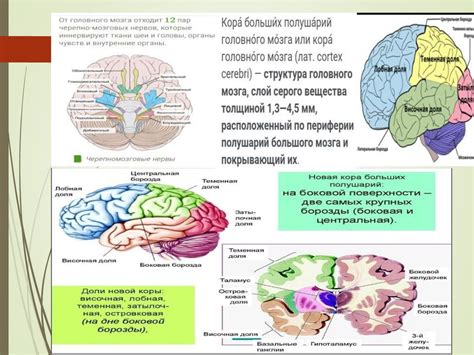 Анатомия человека Нервная система Занятие 24 презентация онлайн