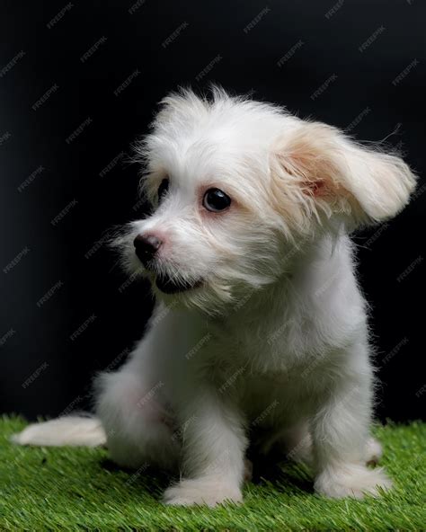 Black Maltese Mix Puppies