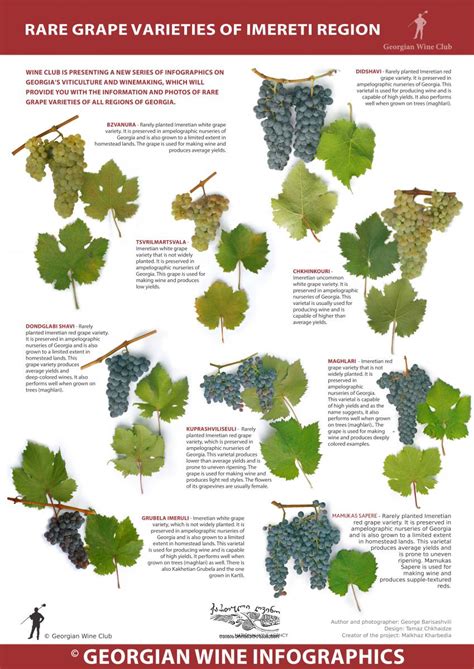 Rare Grape Varieties of Imereti Region – Georgian Wine Infographics (24) | Marani