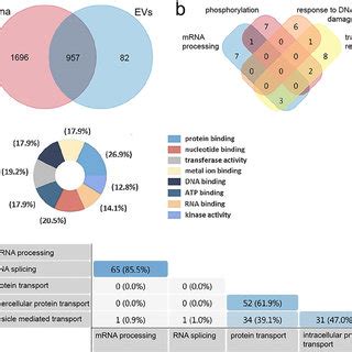 Retinal Evs Contain Unique Protein Profiles Compared To Retina A Venn