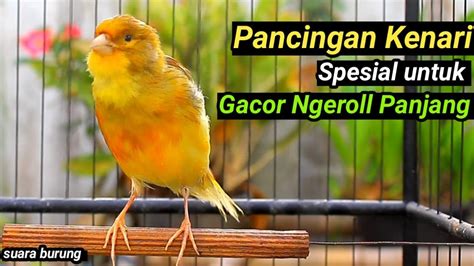 Kenari Gacor Durasi Panjang Suara Burung Kenari Pancingan Masteran