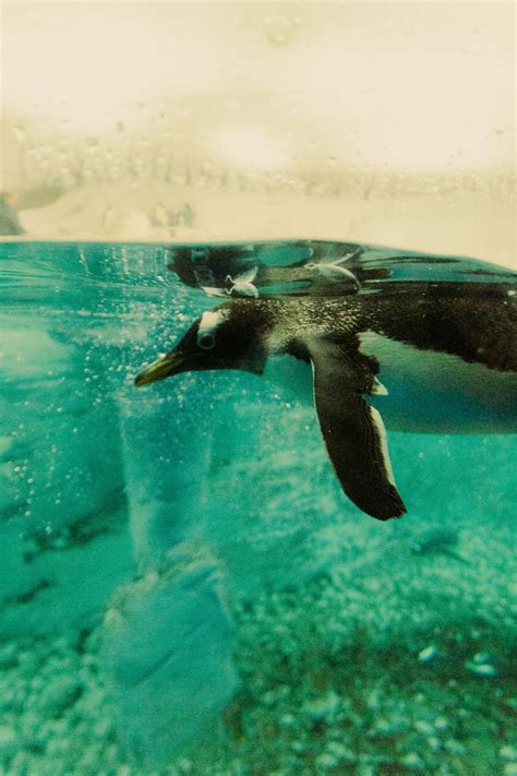 Penguin Swimming Underwater · Free Stock Photo