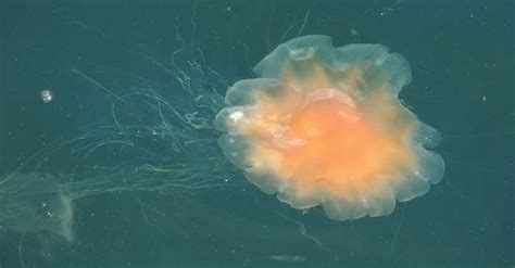 12 Fascinating Facts About Lions Mane Jellyfish