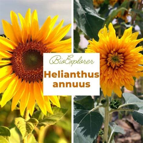 Helianthus annuus | Common Sunflower | Asters | Daisies