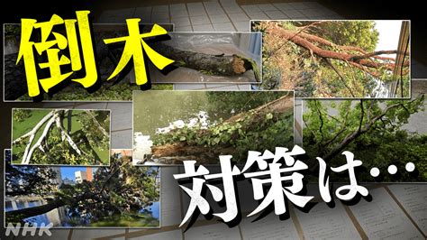 松山市・高知市でも･･･相次ぐ倒木被害 対策は？課題は？ Nhk