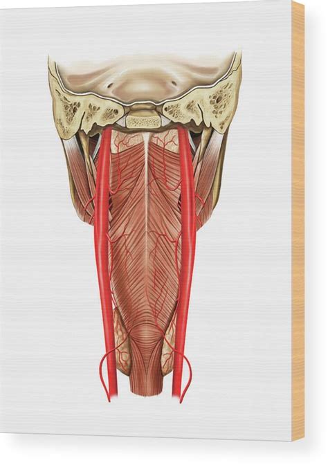 Arterial System Of The Neck Wood Print By Asklepios Medical Atlas The