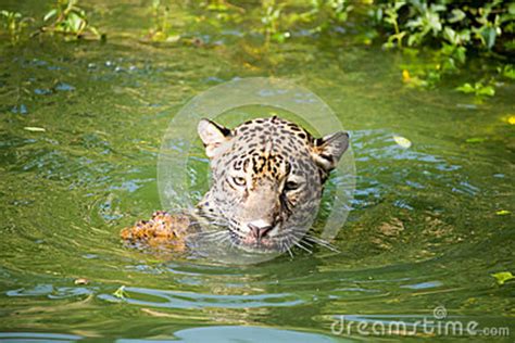 Orange Jaguar Swimming Stock Photo Image Of Feline Swim