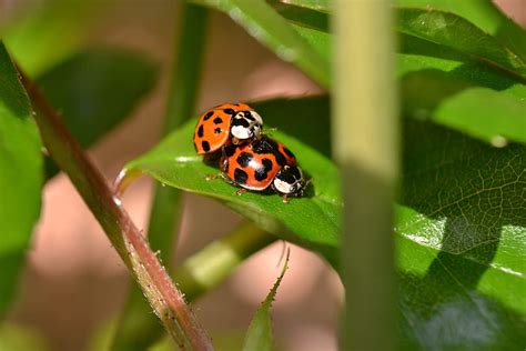 Hd Wallpaper Ladybird Mating Red Black Spots Nature Coleoptera