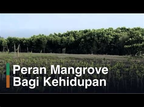 Beauty Of Mangrove Peranan Mangrove Bagi Kehidupan YouTube