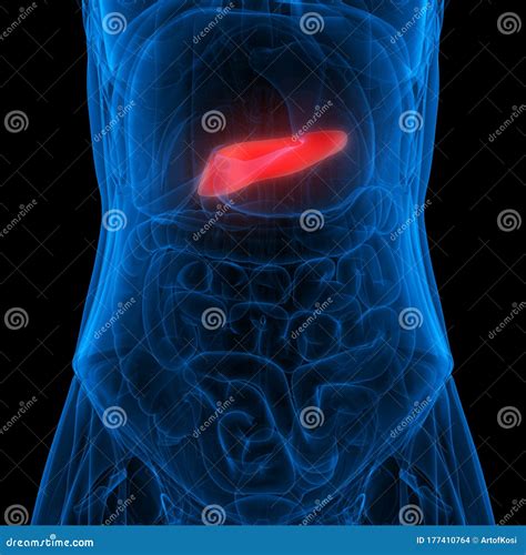 Pancreas Parte Del Rendering Dell Anatomia 3d Del Sistema Digestivo