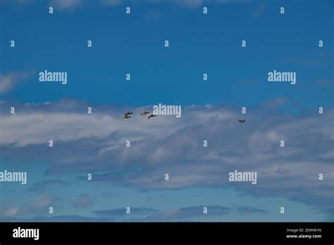 Flying ducks hi-res stock photography and images - Alamy