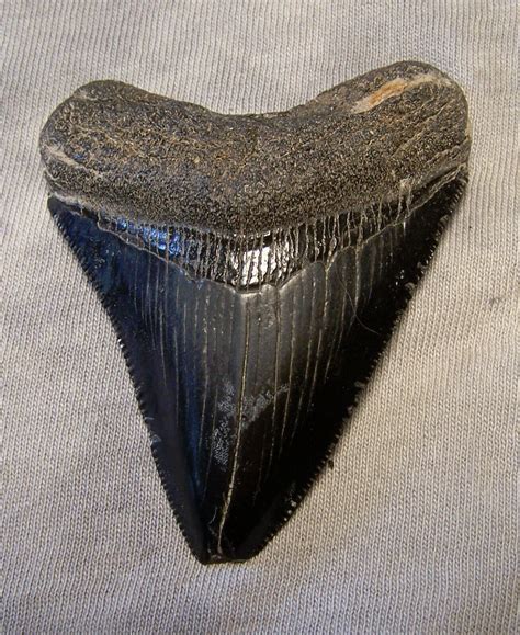 Megalodon Shark Tooth 2 12 Fossil Sharks Jaw Teeth Megladon Georgia