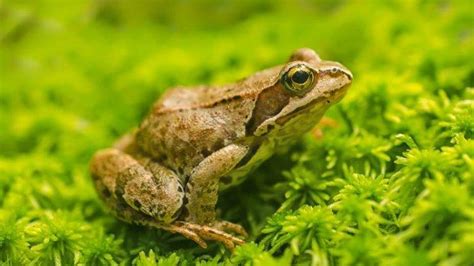 5 Tips Mengusir Katak Di Sekitar Rumah Bisa Pakai Ampas Kopi