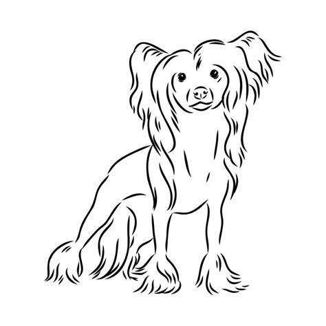 Chinese Crested Dog Vector Sketch 7311849 Vector Art At Vecteezy