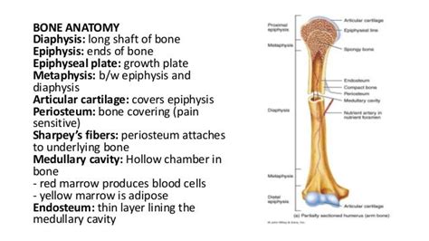 Bonehistology