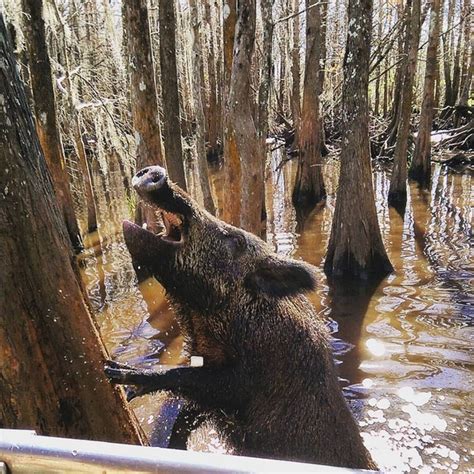 A wild boar in the bayou outside of Slidell Louisiana - Photorator