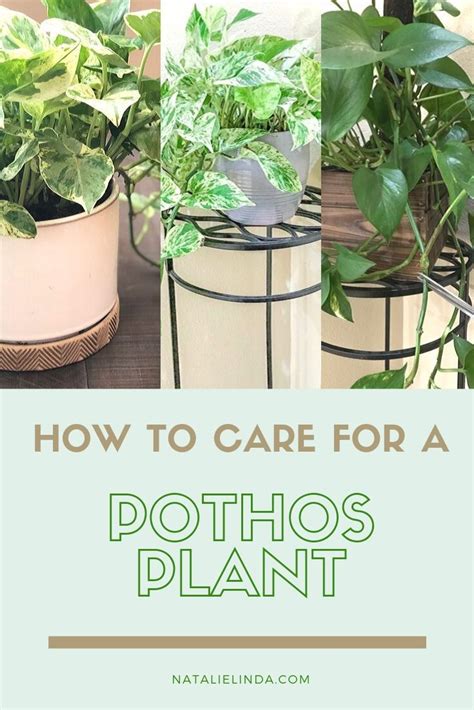 How To Care For A Pothos Plant The Perfect Houseplant For Beginners Natalie Linda Pothos