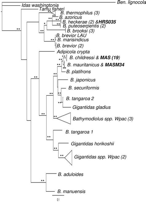 Bayesian Phylogeny Constructed From Mitochondrial Coi Nd Including