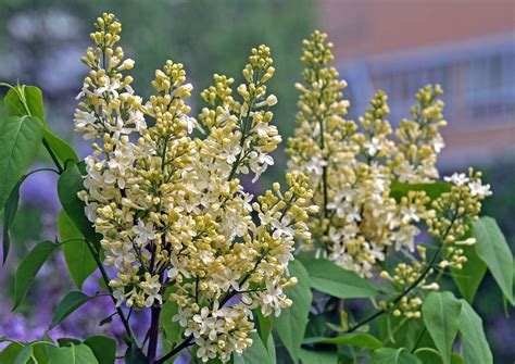Жёлтая сирень Примроуз (Primrose): описание сорта, фото, посадка и уход